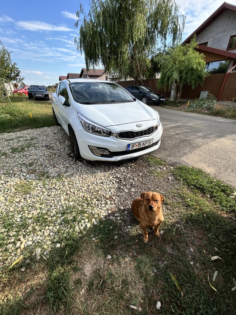 Cumpara/ Vinde online Kia ProCeed 2013 SH, la cel mai bun pret pentru tine!